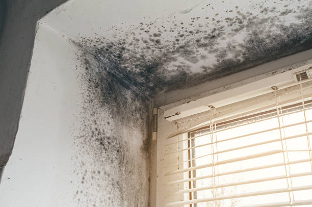 Affordable Mold Inspection And Testing solutions in Central City, IL